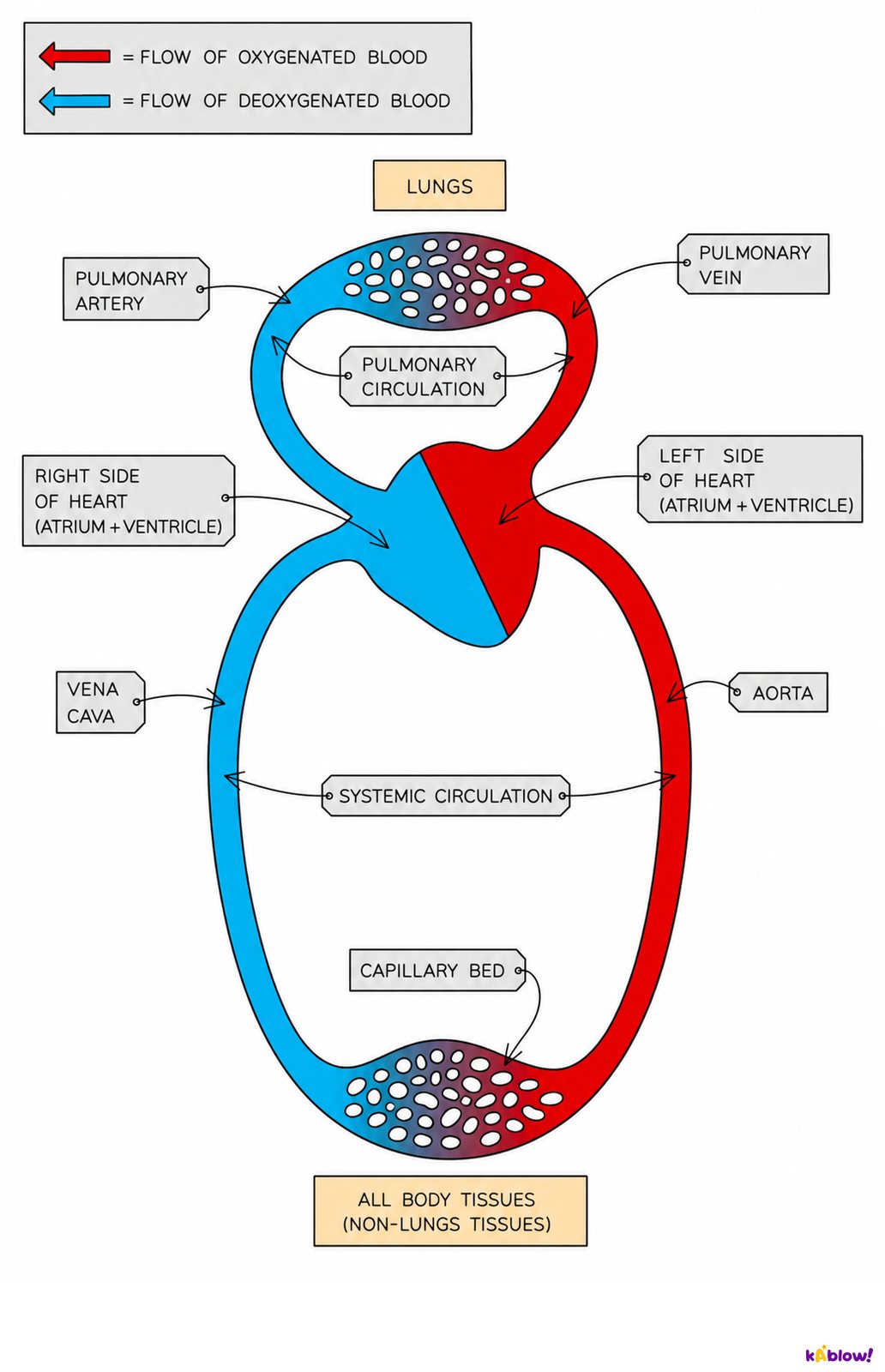The main blood vessels of the body