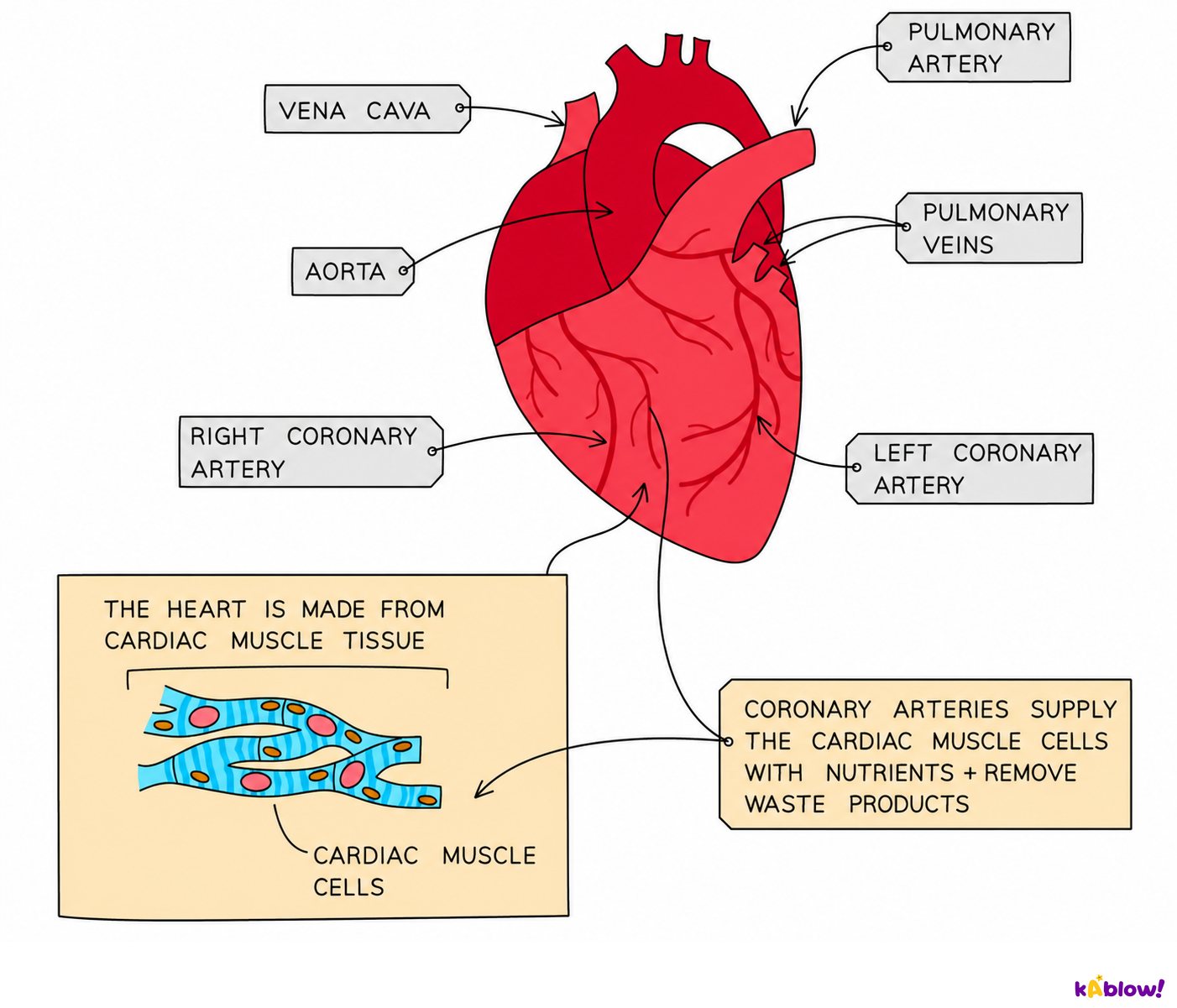 The coronary arteries