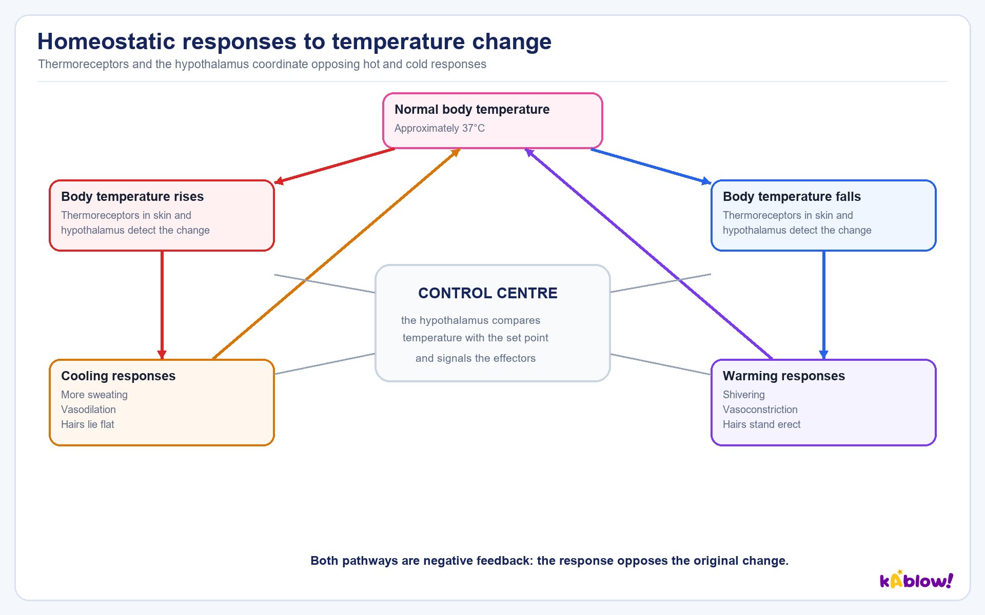 Responses to a change in body temperature