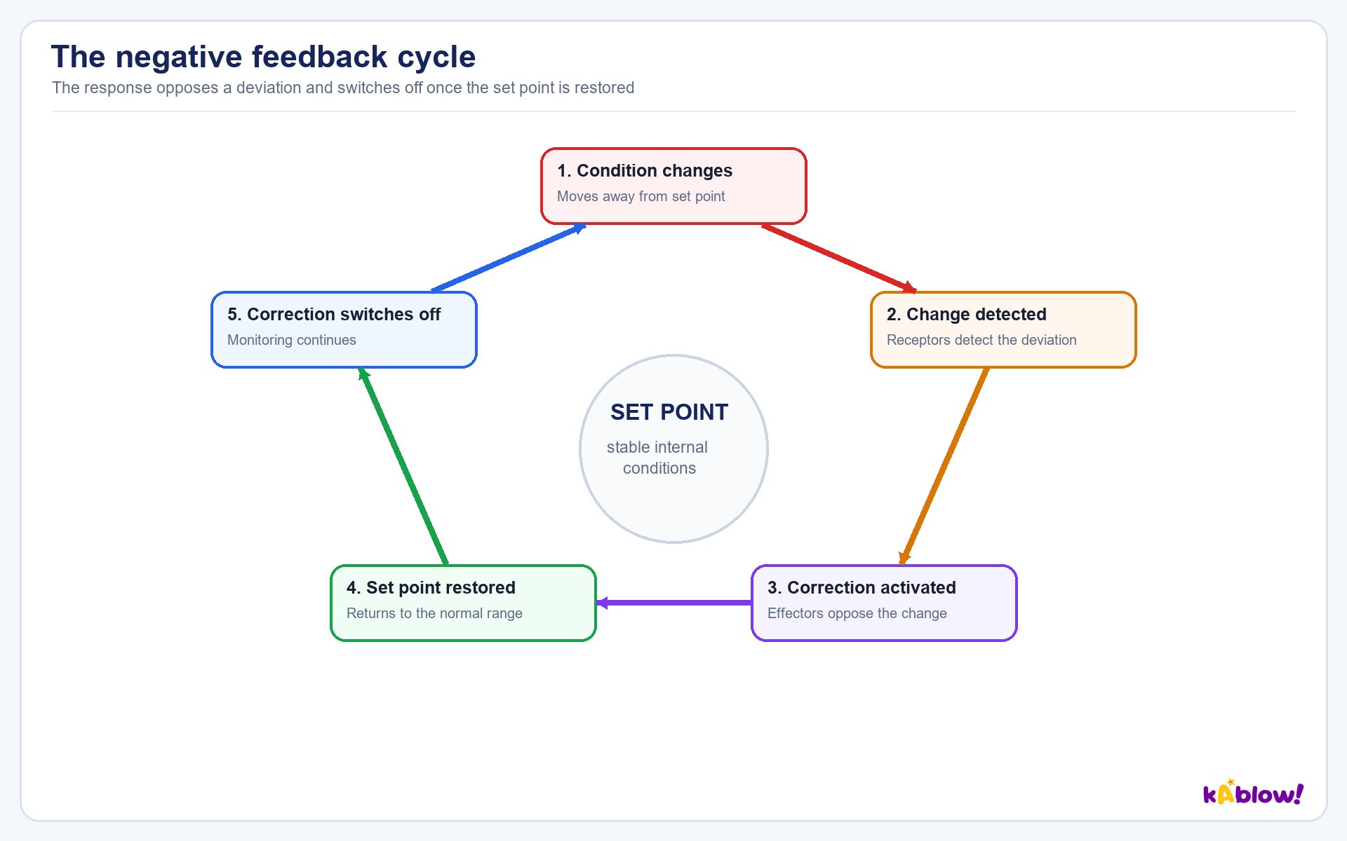 The negative feedback cycle