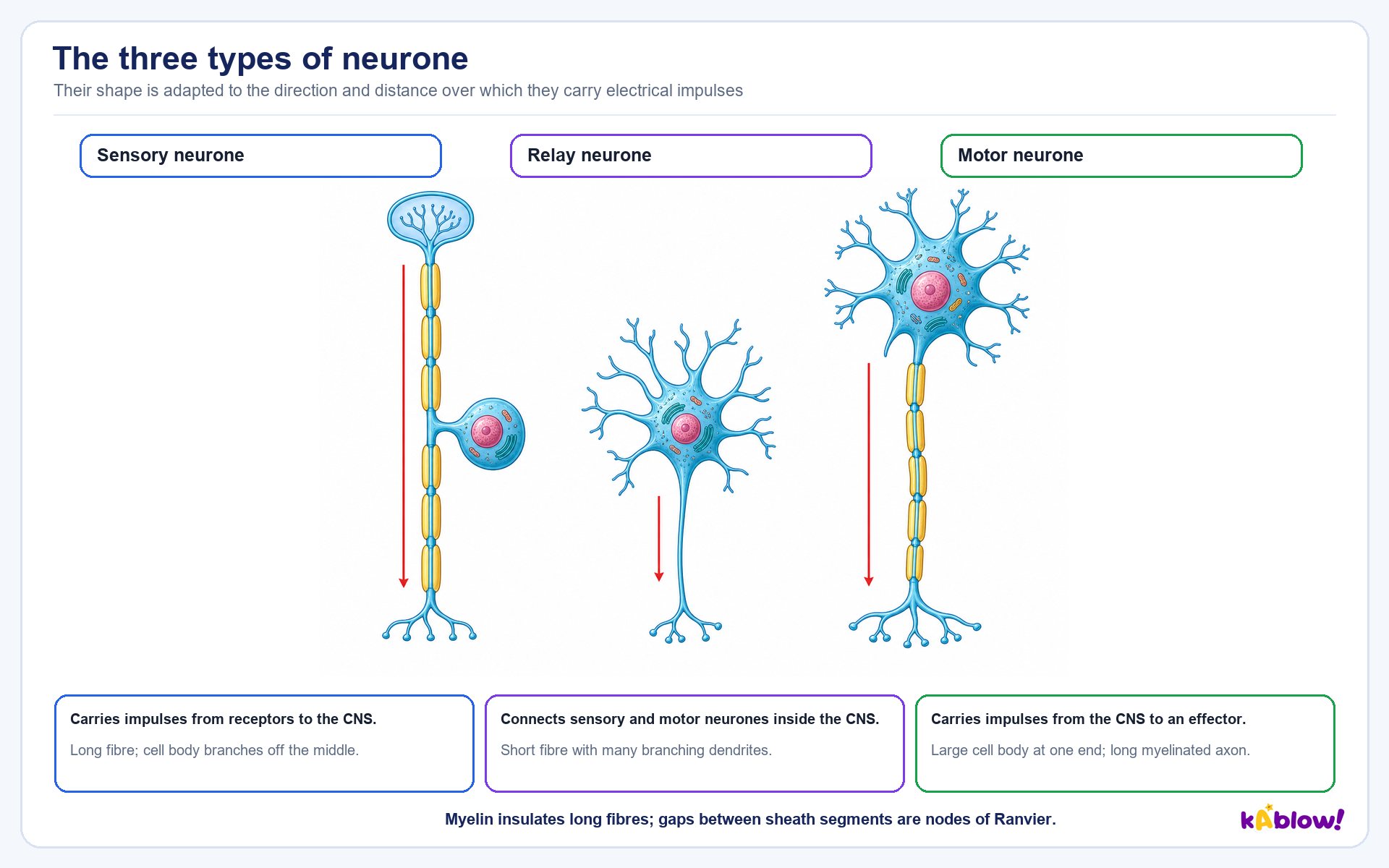 The three types of neurone