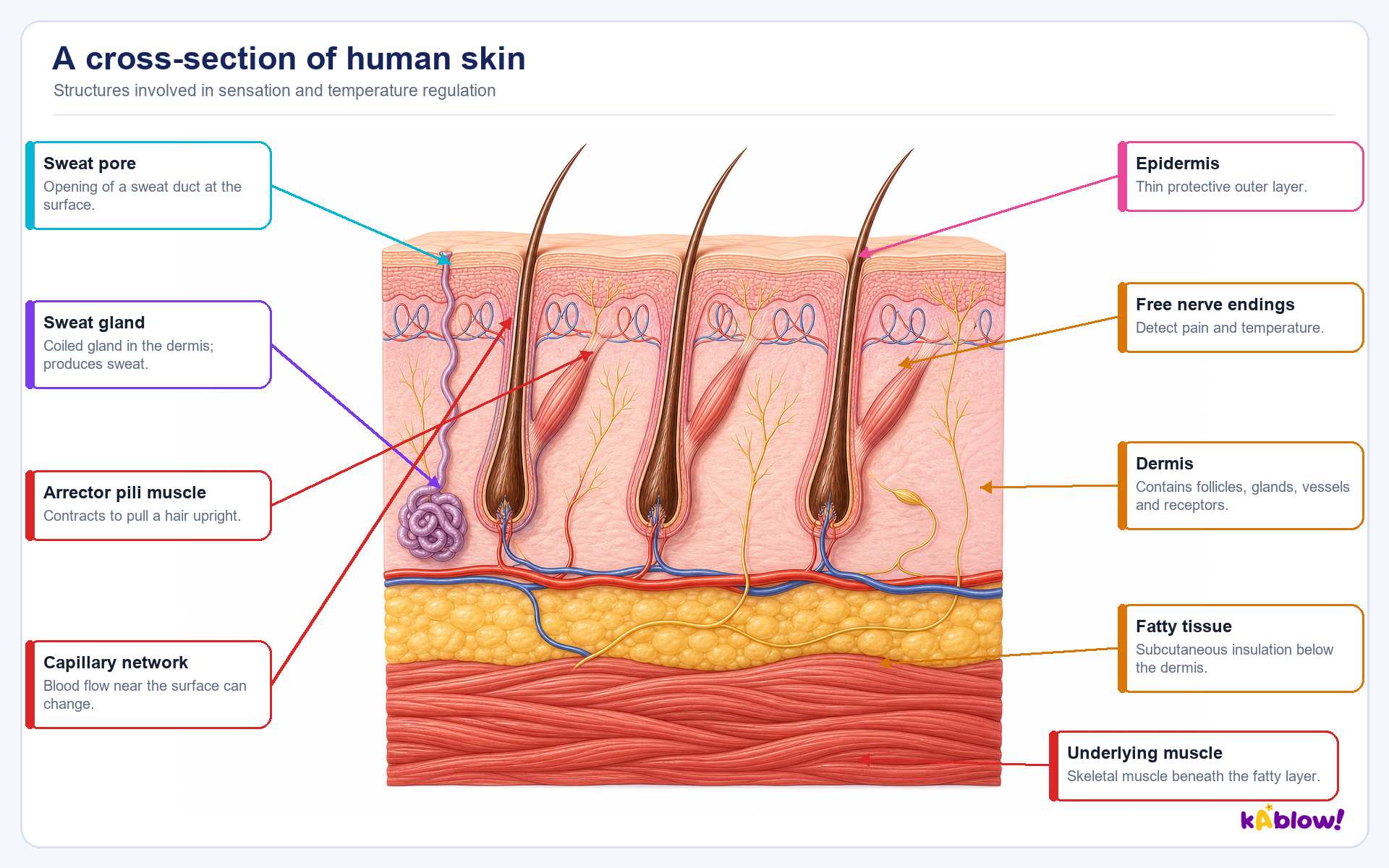 A cross-section of human skin