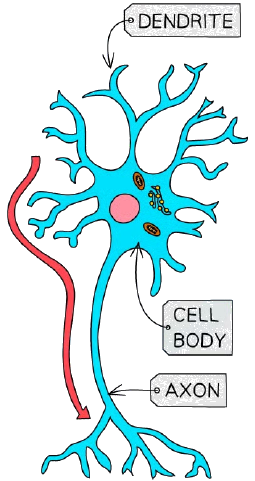 Structure of a neurone