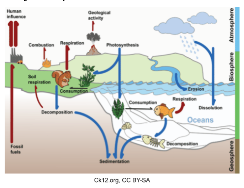 The carbon cycle