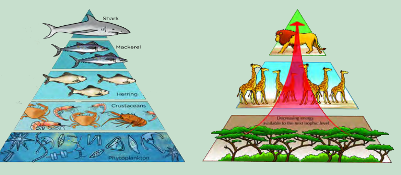 Energy pyramids for a marine ecosystem and a savanna ecosystem