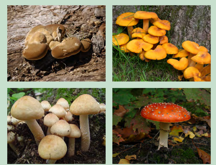 Fungi as decomposers