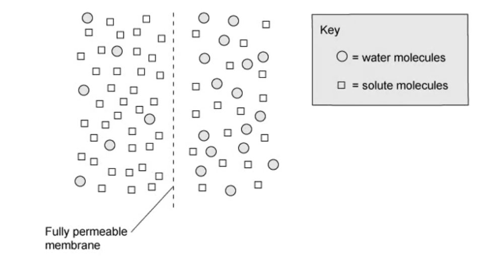 Molecules in two solutions separated by a fully permeable membrane.