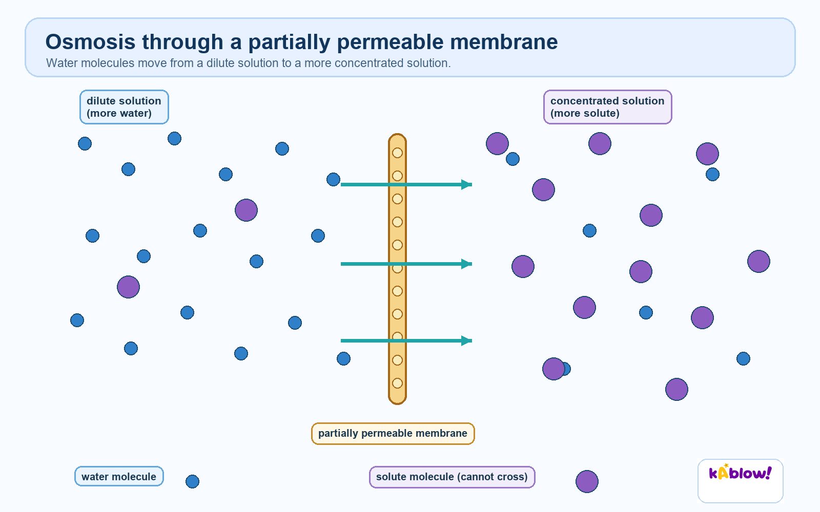 Osmosis through a partially permeable membrane