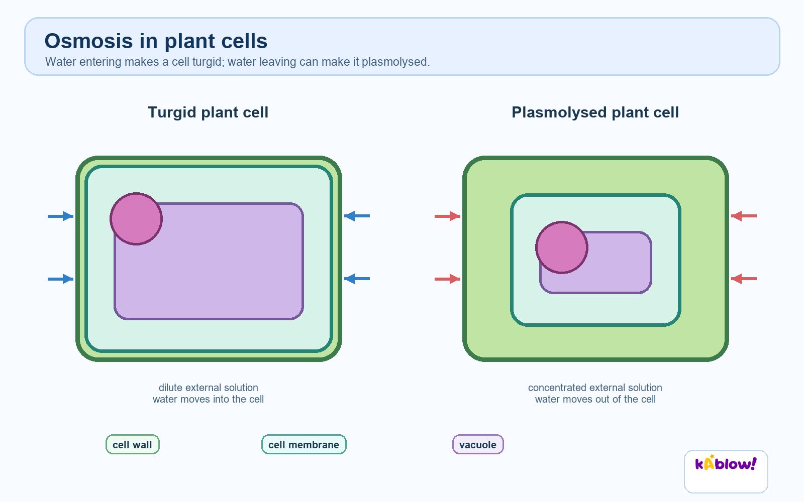 Effect of osmosis on plant cells