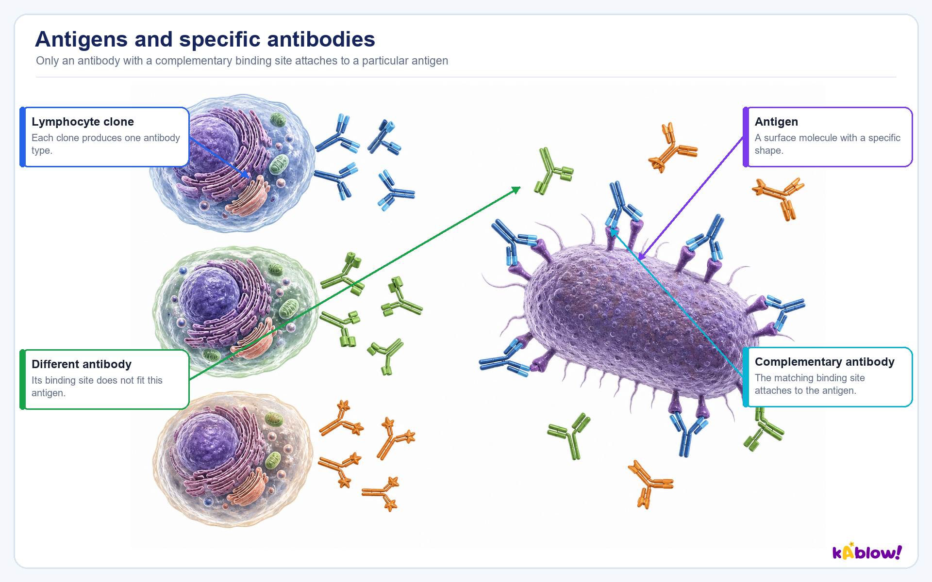 Lymphocytes and antibodies