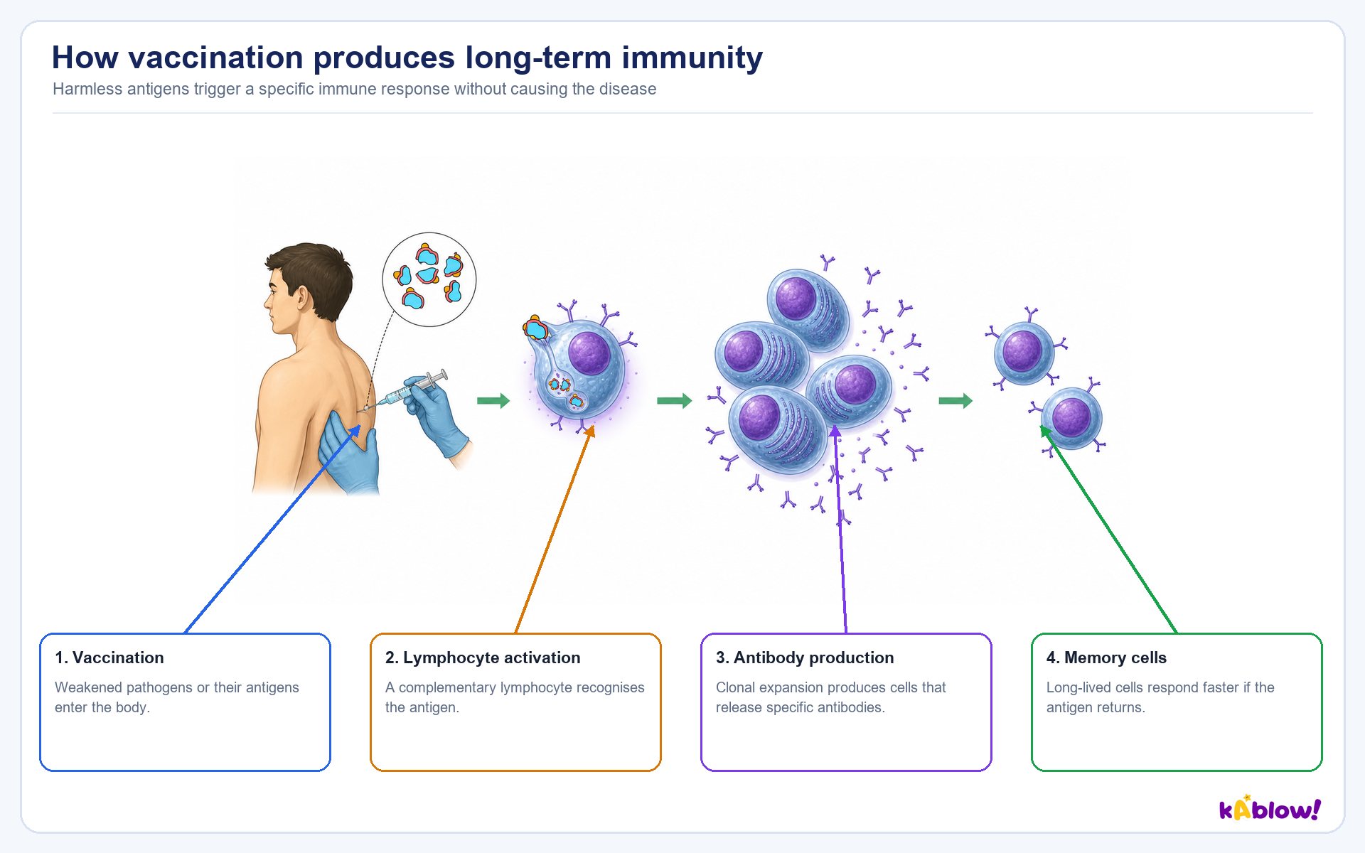How a vaccine produces immunity