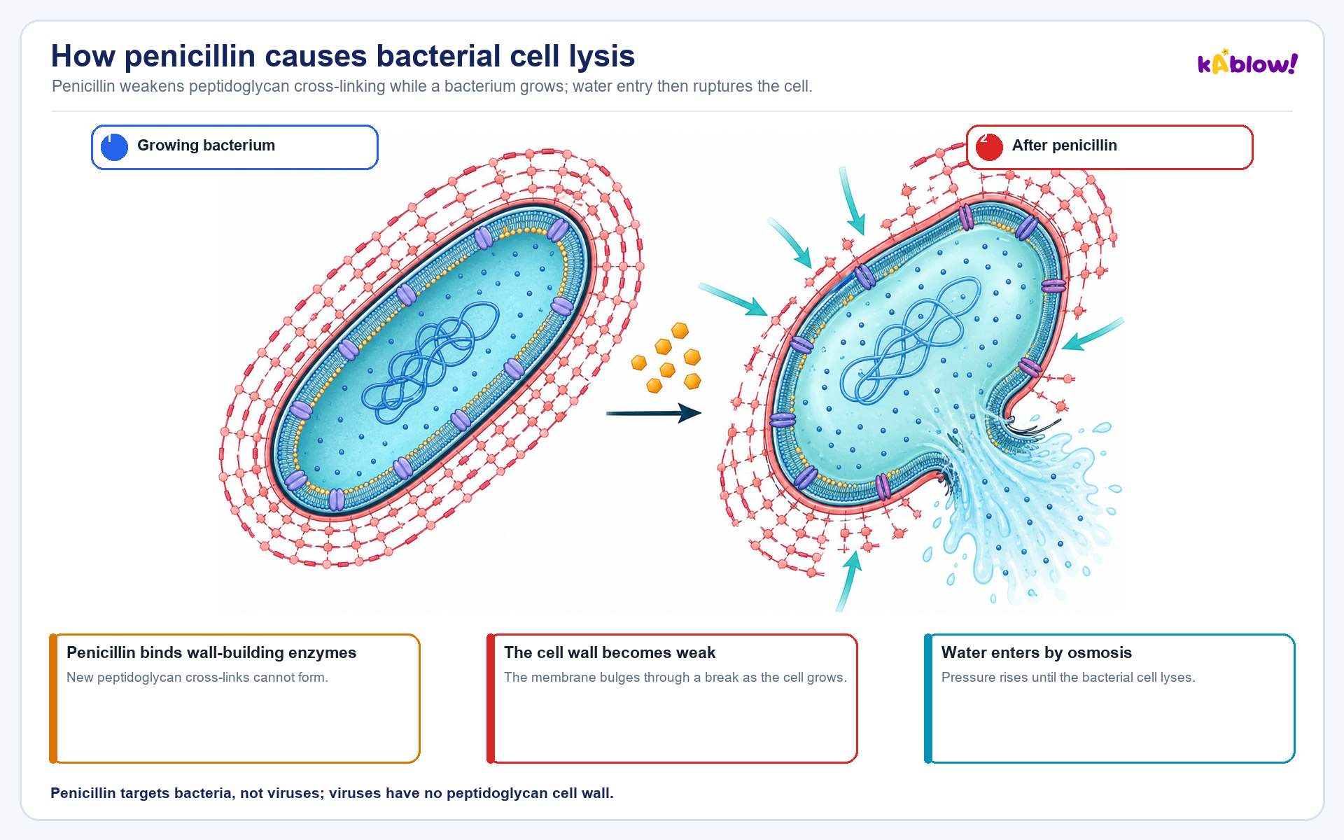 How penicillin works