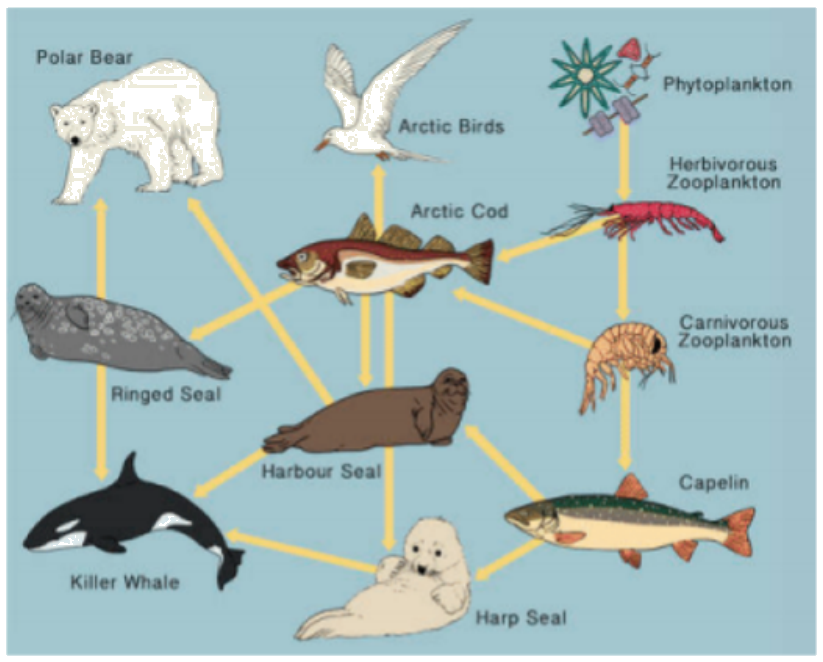Arctic Ocean food web