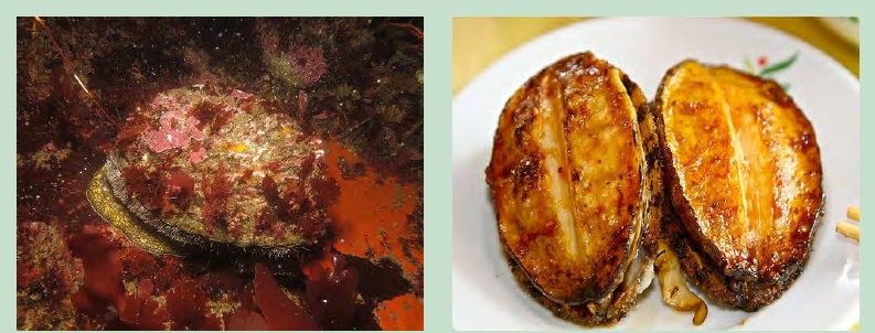 Abalone (perlemoen) in its natural environment and served as a delicacy