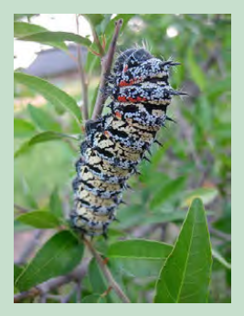 A caterpillar feeding on a plant