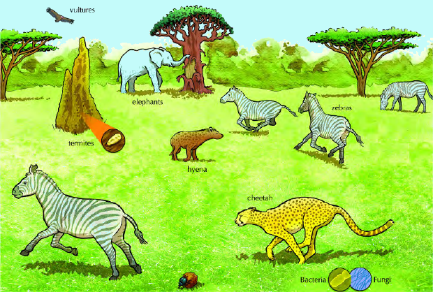 A savanna ecosystem with various animals including zebras and a cheetah.