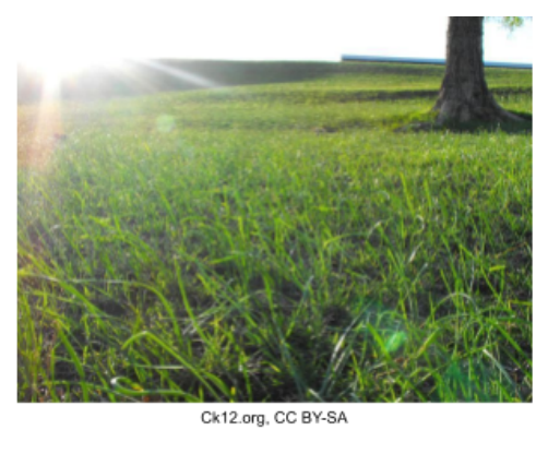 Sunlight over a grassy field, illustrating the sun as the primary energy source for ecosystems