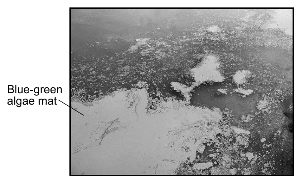 An algal bloom