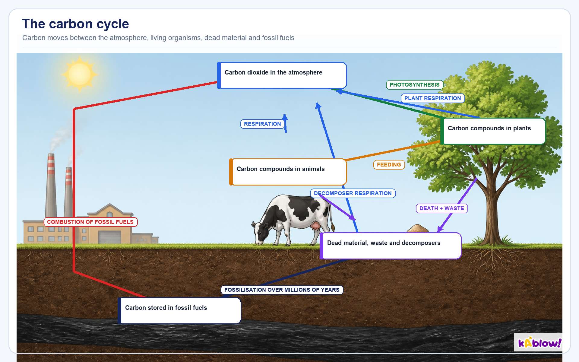 The carbon cycle