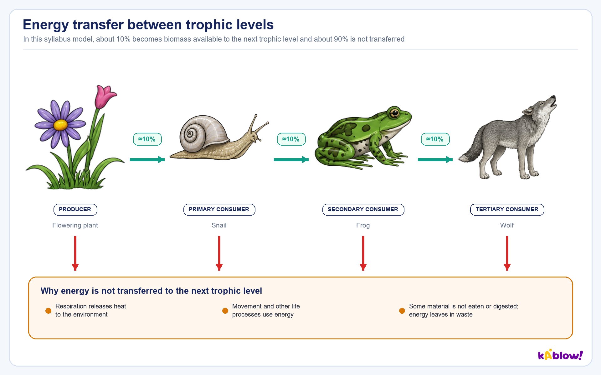 Energy loss along a food chain