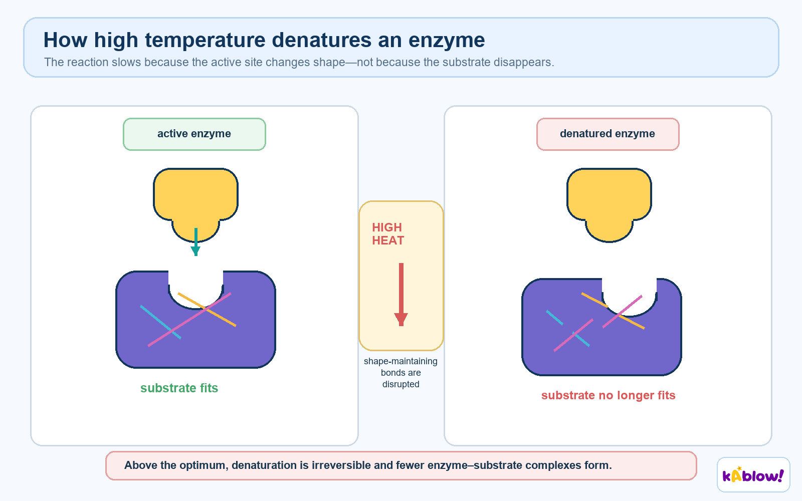 Denaturation of an enzyme