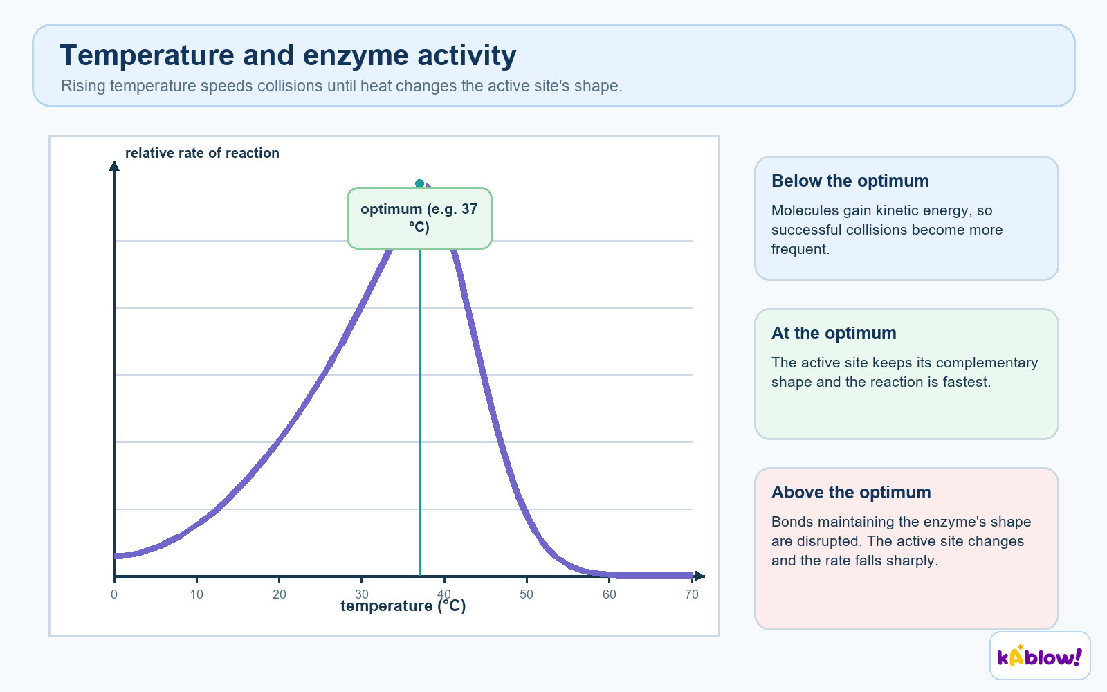 Effect of temperature on enzyme activity