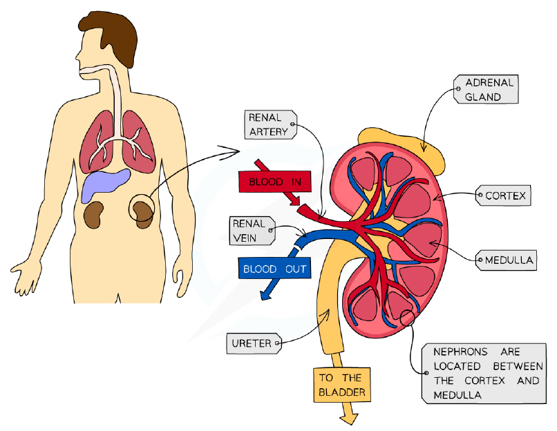 The structure of a human kidney