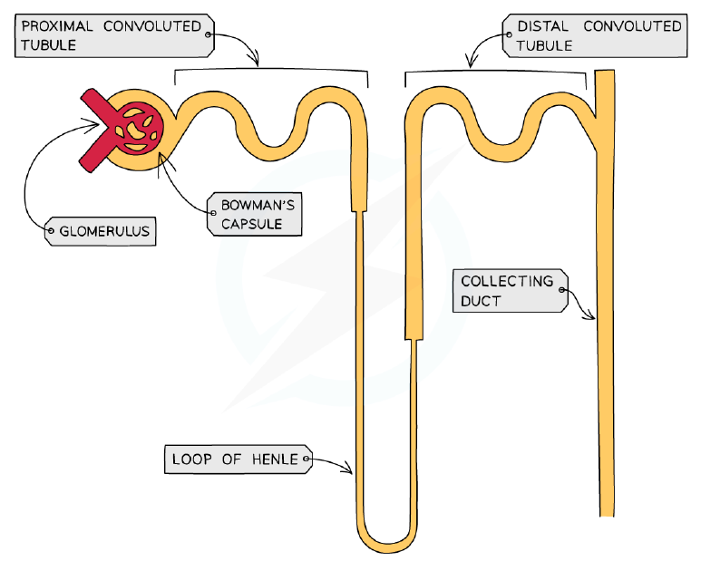 Structure of a nephron