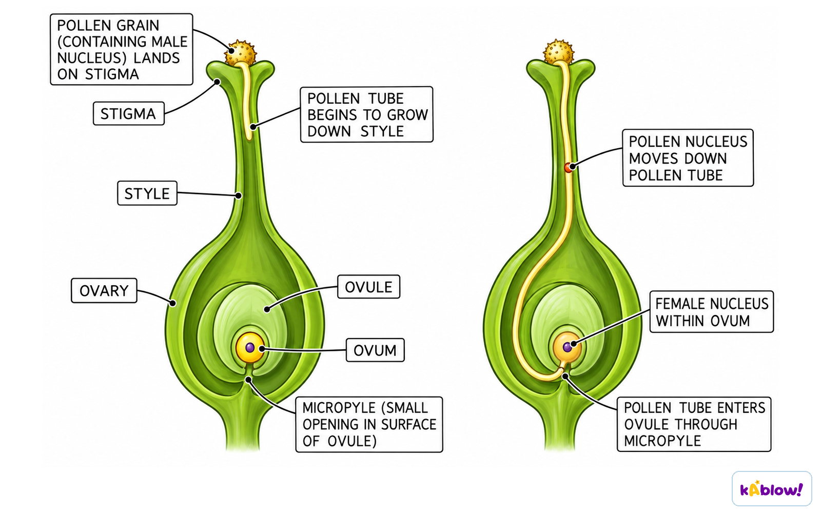 A pollen tube growing to the ovule