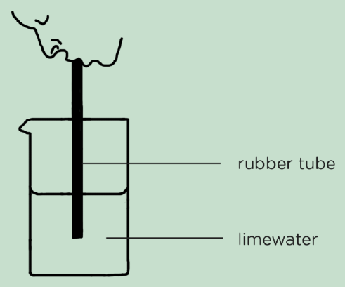Testing breath for carbon dioxide with limewater