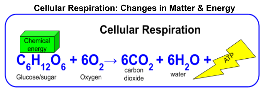 Cellular respiration: changes in matter and energy
