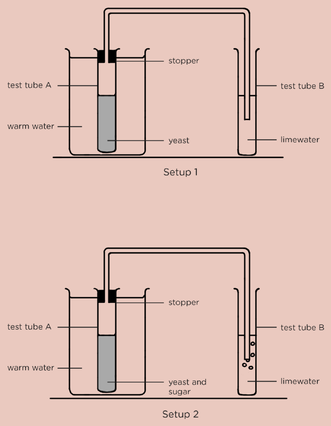 Two setups: yeast in warm water alone (Setup 1) and yeast with sugar in warm water (Setup 2). Gas from each is bubbled through limewater.