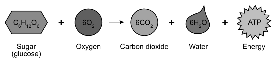 Sugar (glucose) and oxygen react to produce carbon dioxide, water, and energy.