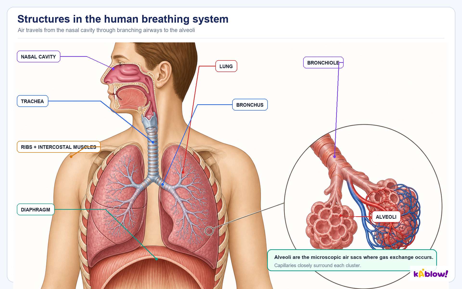 The human breathing system