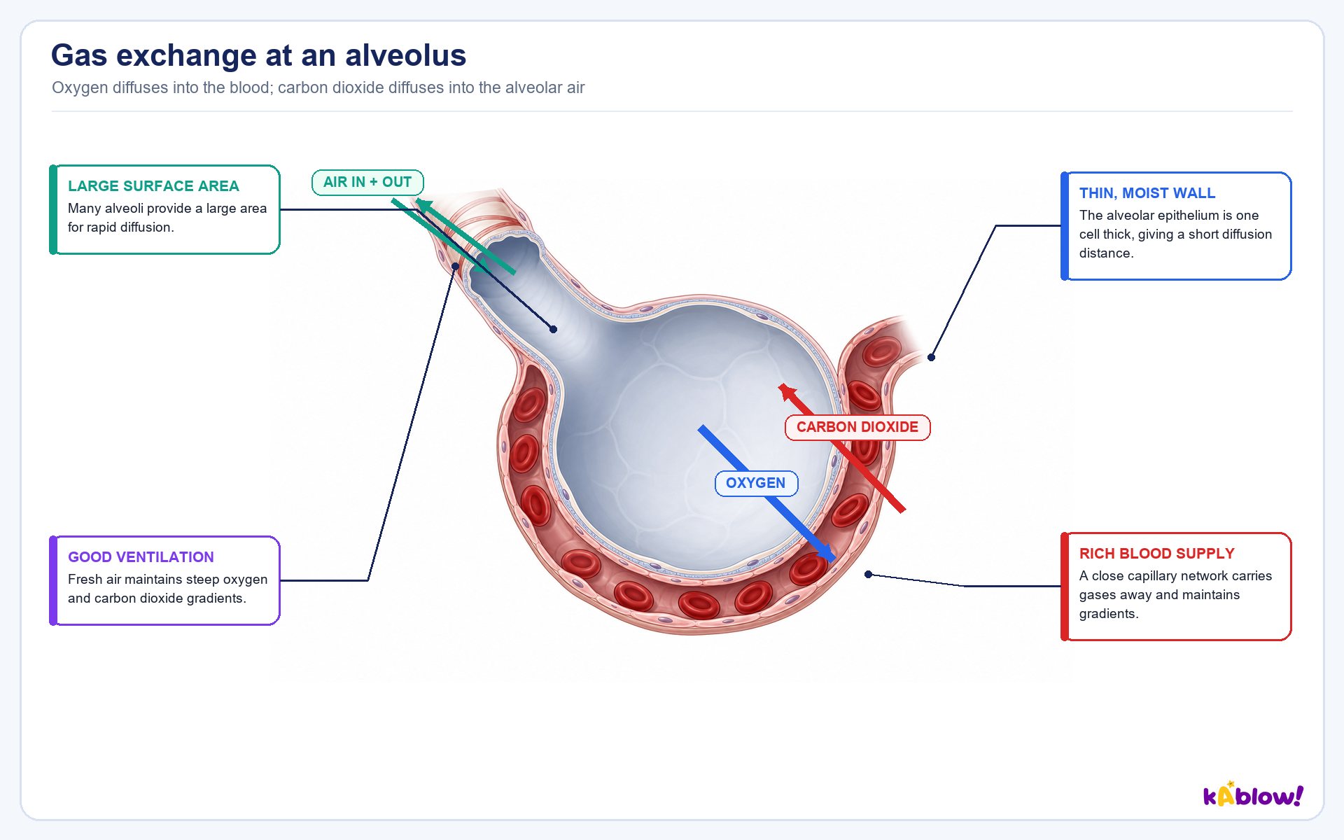 Features of gas exchange surfaces