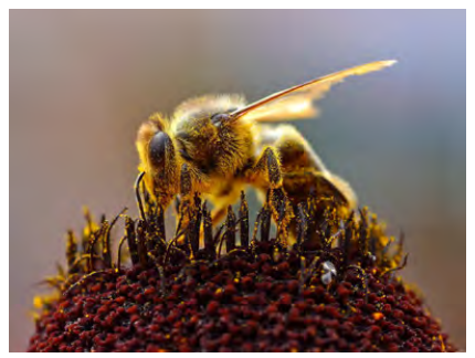 A bee covered in pollen on a flower