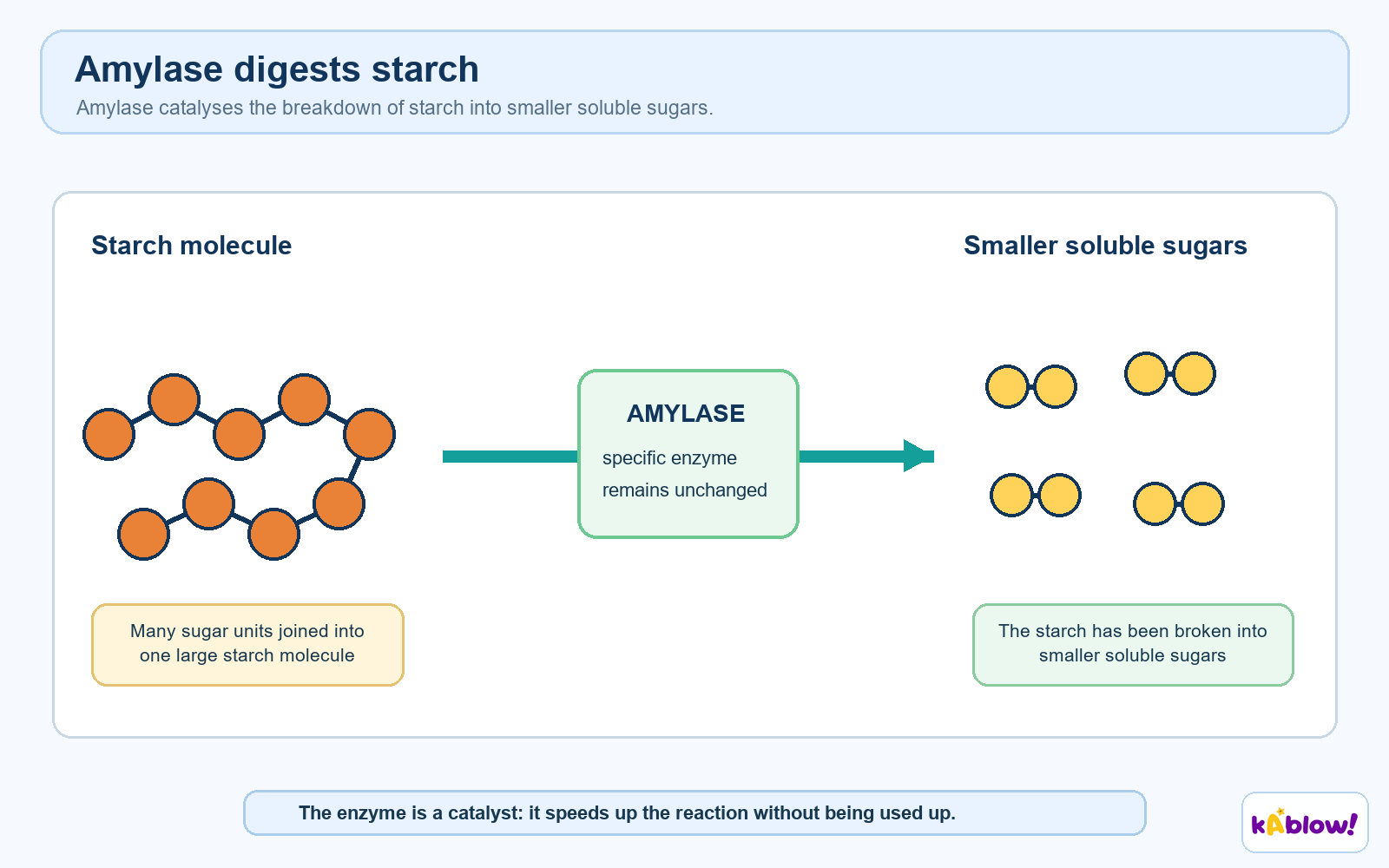 Amylase breaks starch into smaller sugars