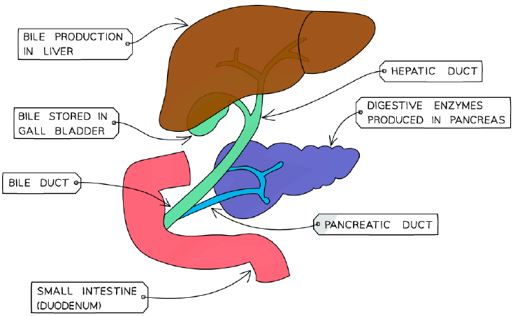 Where bile and pancreatic enzymes enter the small intestine