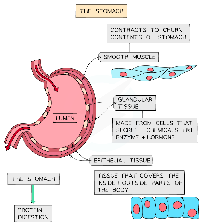 Tissues of the stomach