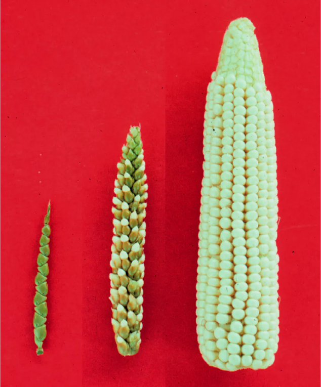 Ears of teosinte (left), a teosinte-maize F1 hybrid (center), and modern corn (right) on the same scale, showing how generations of selective breeding for larger, more exposed kernels turned wild teosinte into today's corn.