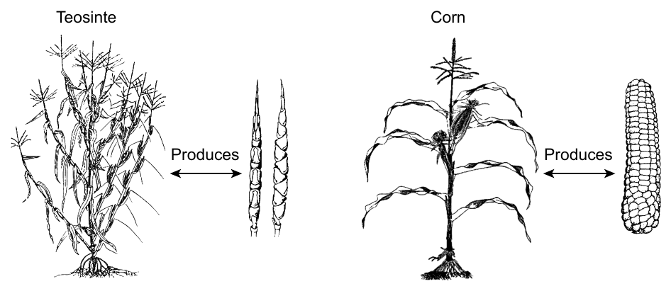Teosinte and modern corn