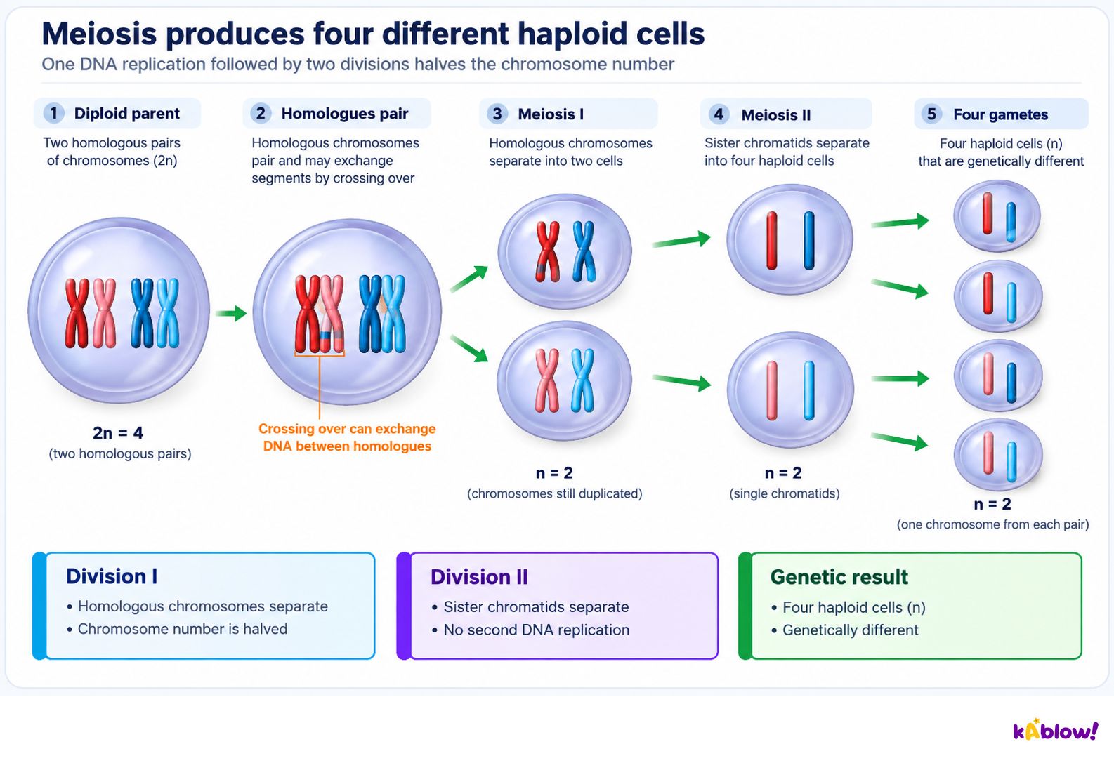 Meiosis