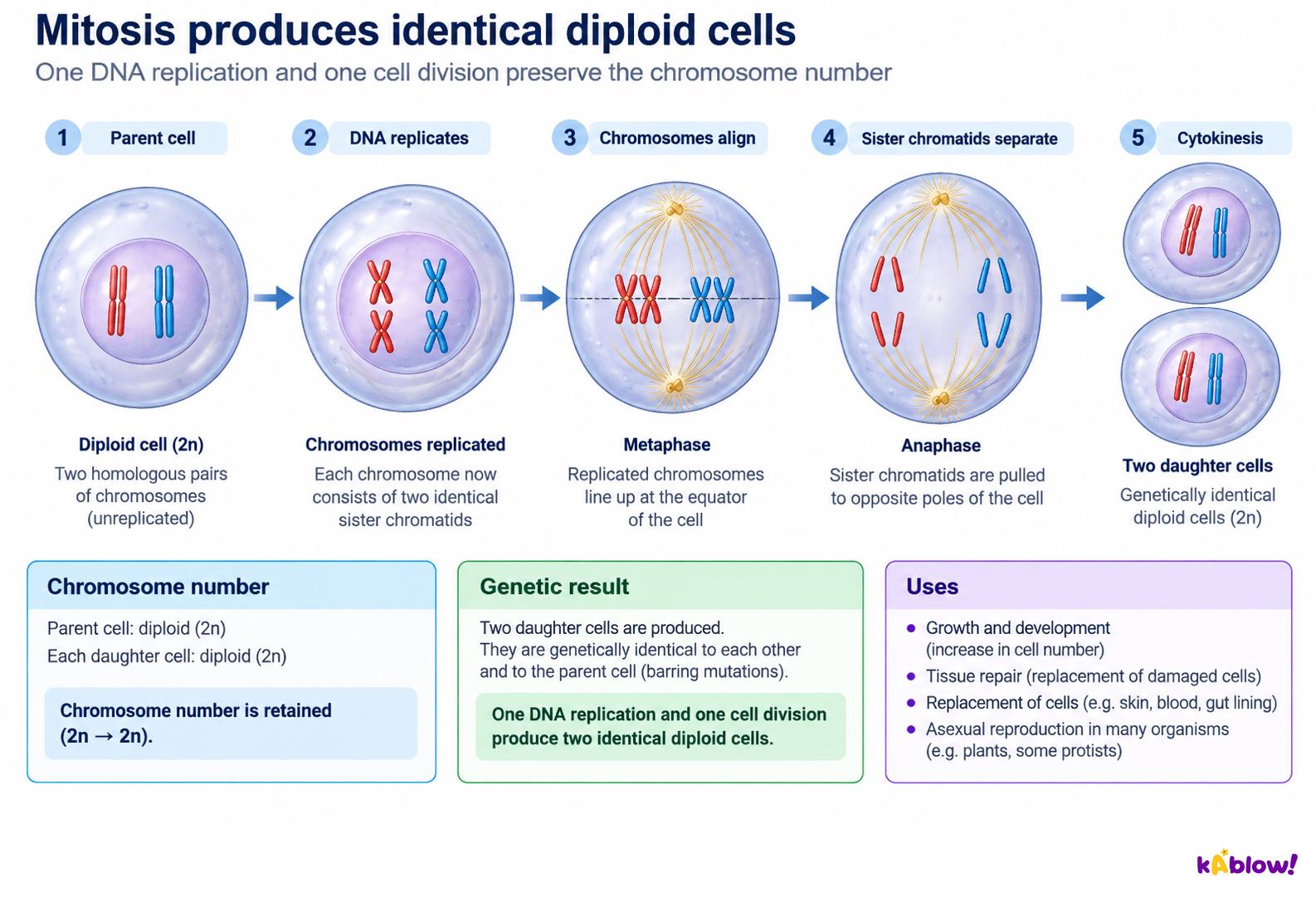Mitosis