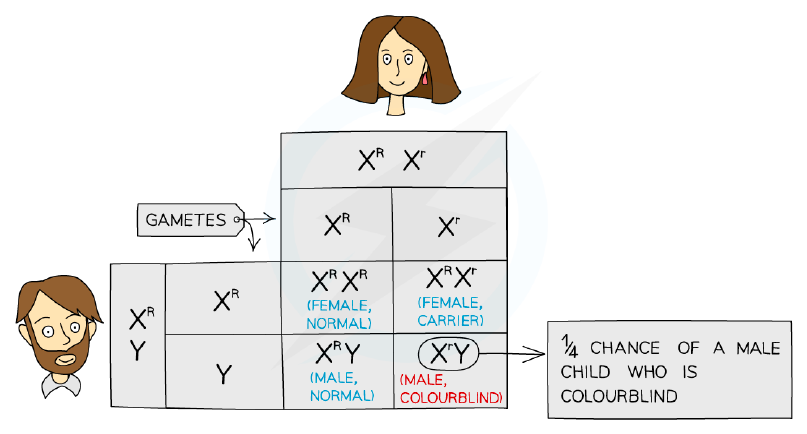 Punnett square for a sex-linked condition