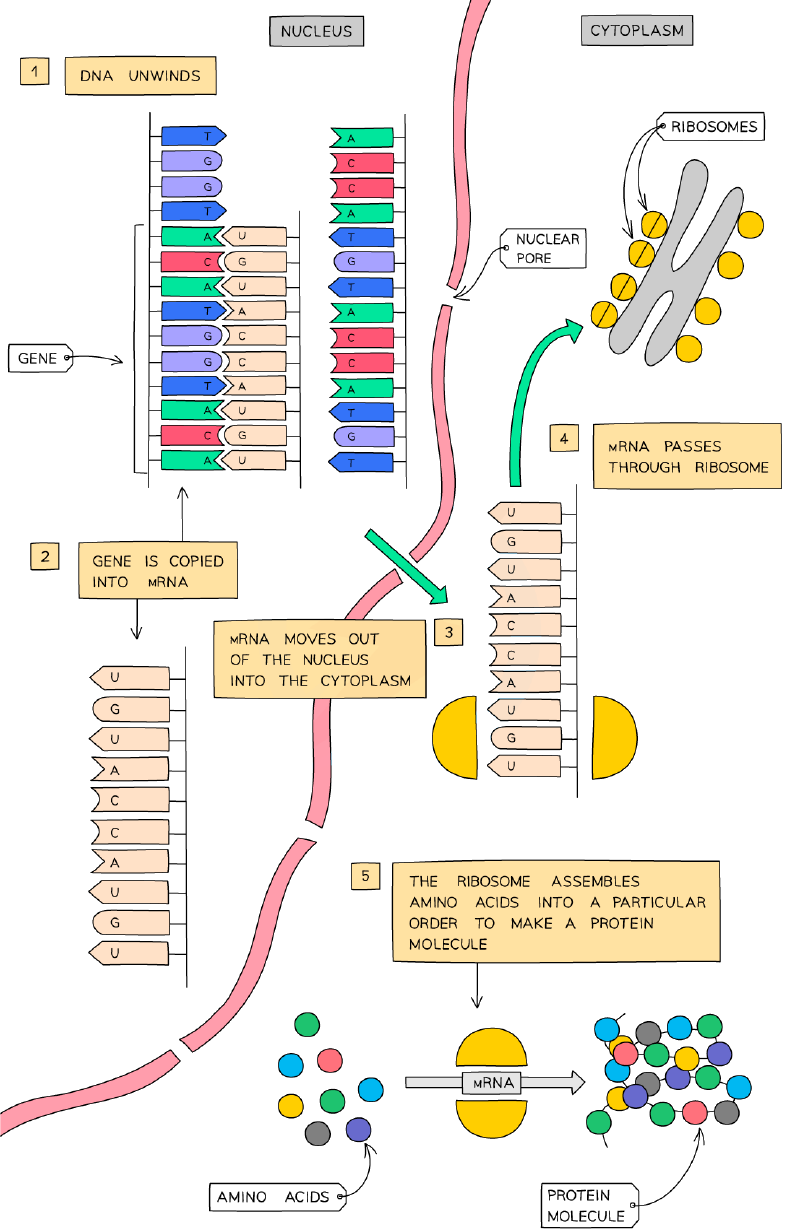 Protein synthesis
