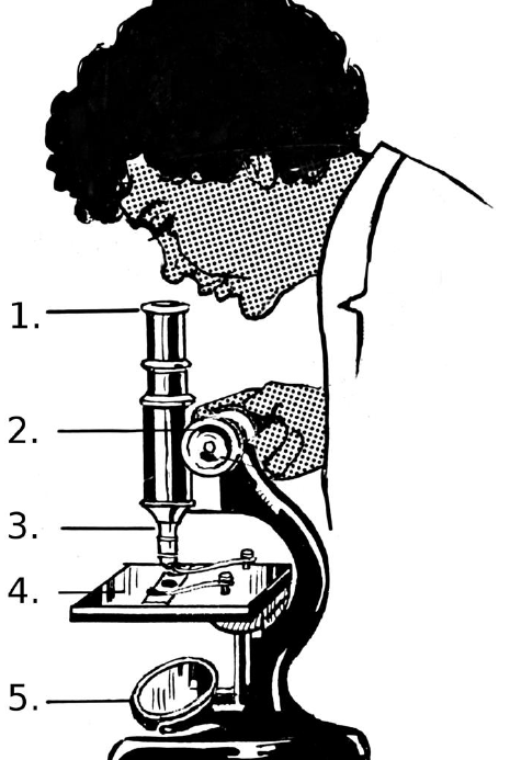 Parts of a light microscope