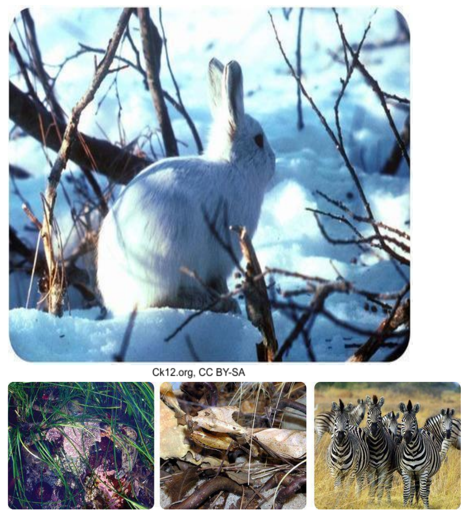 Camouflage as an adaptation