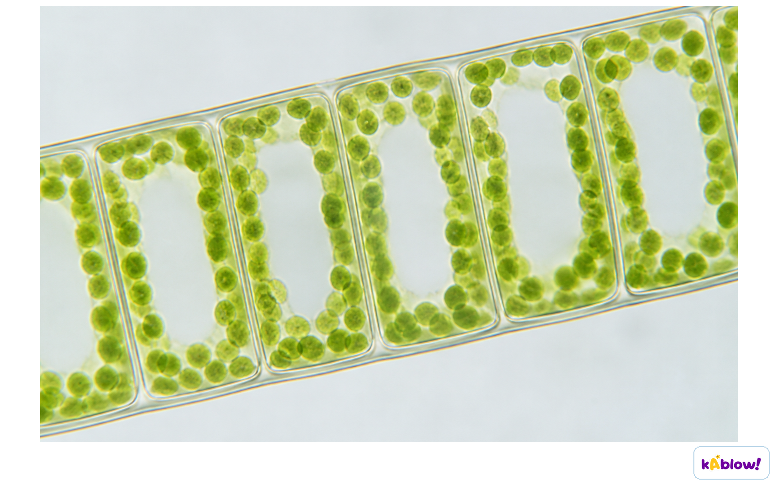 Chlorophyll within chloroplasts