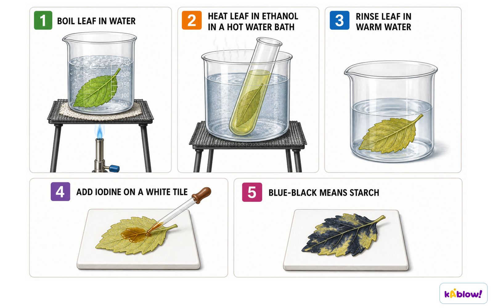 Testing a leaf for starch