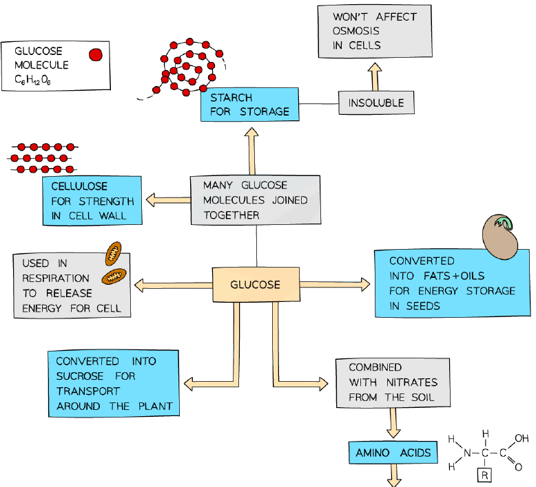 The fate of glucose in a plant